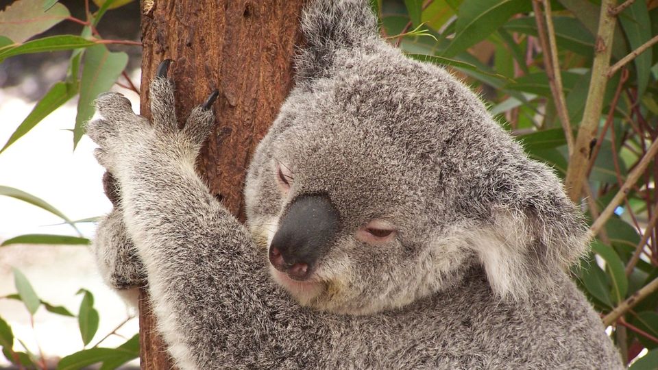中旅假期番禺長隆主題樂園純玩2天團特價優惠